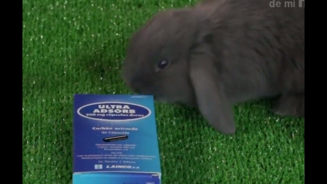 TRUCOS Y CONSEJOS - ¿Qué hacer en caso de intoxicación de conejos o pequeñas mascotas?