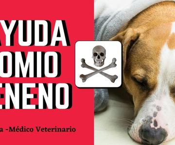 ✅🎯Como AYUDAR a un PERRO que comio VENENO ✅ (3) TECNICAS CASERAS para SALVARLO