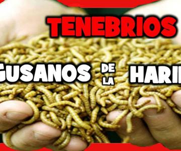 COMO CRIAR GUSANOS DE HARINA TENEBRIO MOLITOR 🐛 ALIMENTO para CRIAR CANARIOS JILGUEROS Y PAJAROS