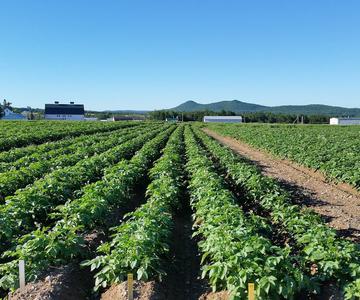 Cultivo de papa transgénica - Alimentos y Regiones