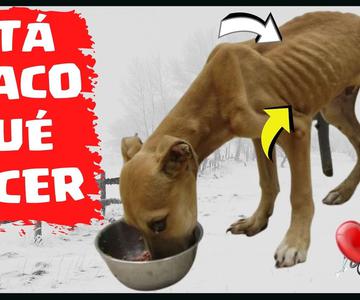 🛑Mi PERRO está FLACO y NO Quiere Comer ⏩ Causas Principales y Solución✅