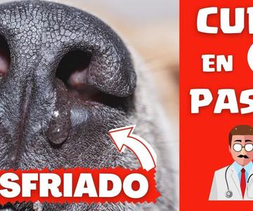 🛑Mi Perro está Resfriado que le puedo dar ⏩Aprende un Tratamiento en (3) PASOS