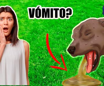QUÉ LE PUEDO DAR A MI PERRO QUE VOMITA SU COMIDA??