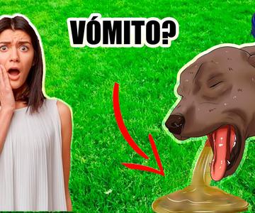 QUÉ LE PUEDO DAR A MI PERRO QUE VOMITA SU COMIDA??