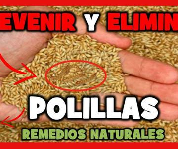 REMEDIOS NATURALES para ELIMINAR las POLILLAS EN TUS PÁJAROS ❌(100% FUNCIONA)