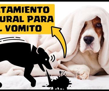 🛑VOMITO en PERROS ⏭ Aprende [1] Tratamiento Casero y Natural Para DETENER el VOMITO en los Perros✅