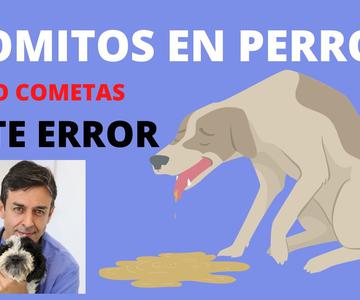 🧡 VOMITOS EN PERROS ¿Por Qué VomiTaN los PerroS? 🧡 🧡 🧡