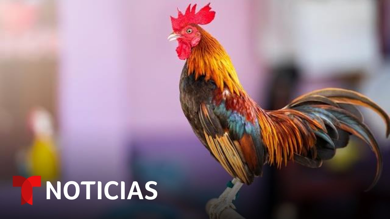 Así es el negocio negro de las peleas de gallos en EE.UU. | Noticias Telemundo