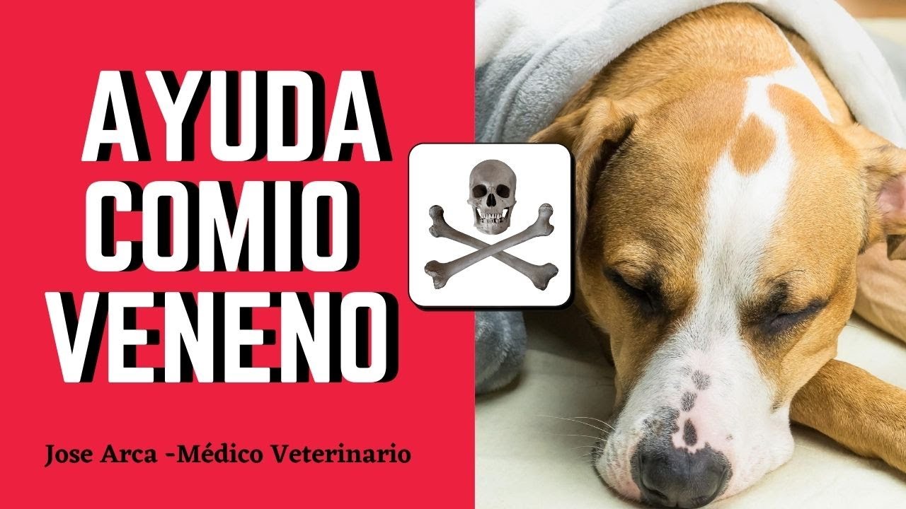 ✅🎯Como AYUDAR a un PERRO que comio VENENO ✅ (3) TECNICAS CASERAS para SALVARLO