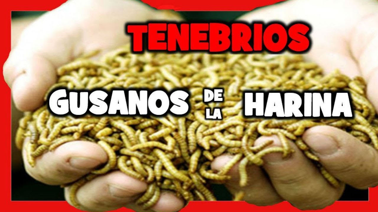 COMO CRIAR GUSANOS DE HARINA TENEBRIO MOLITOR 🐛 ALIMENTO para CRIAR CANARIOS JILGUEROS Y PAJAROS