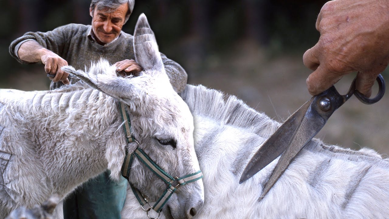 El ESQUILADOR DE \"BESTIAS\". Así era el duro oficio tradicional del pelador de burros | Documental
