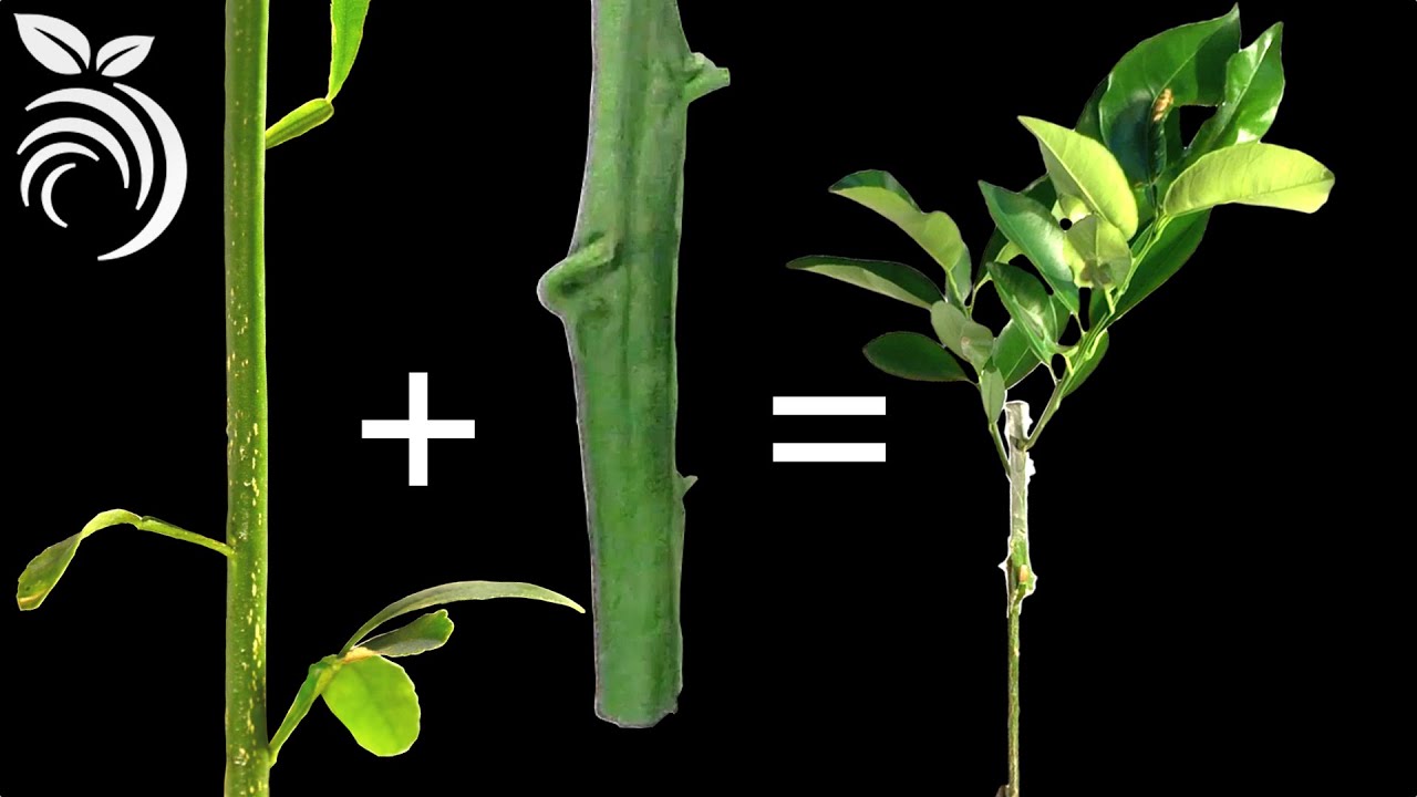 Injertos de Plantas – Cómo Injertar Cítricos en Z