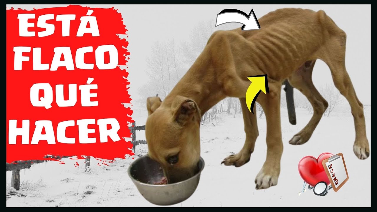 🛑Mi PERRO está FLACO y NO Quiere Comer ⏩ Causas Principales y Solución✅