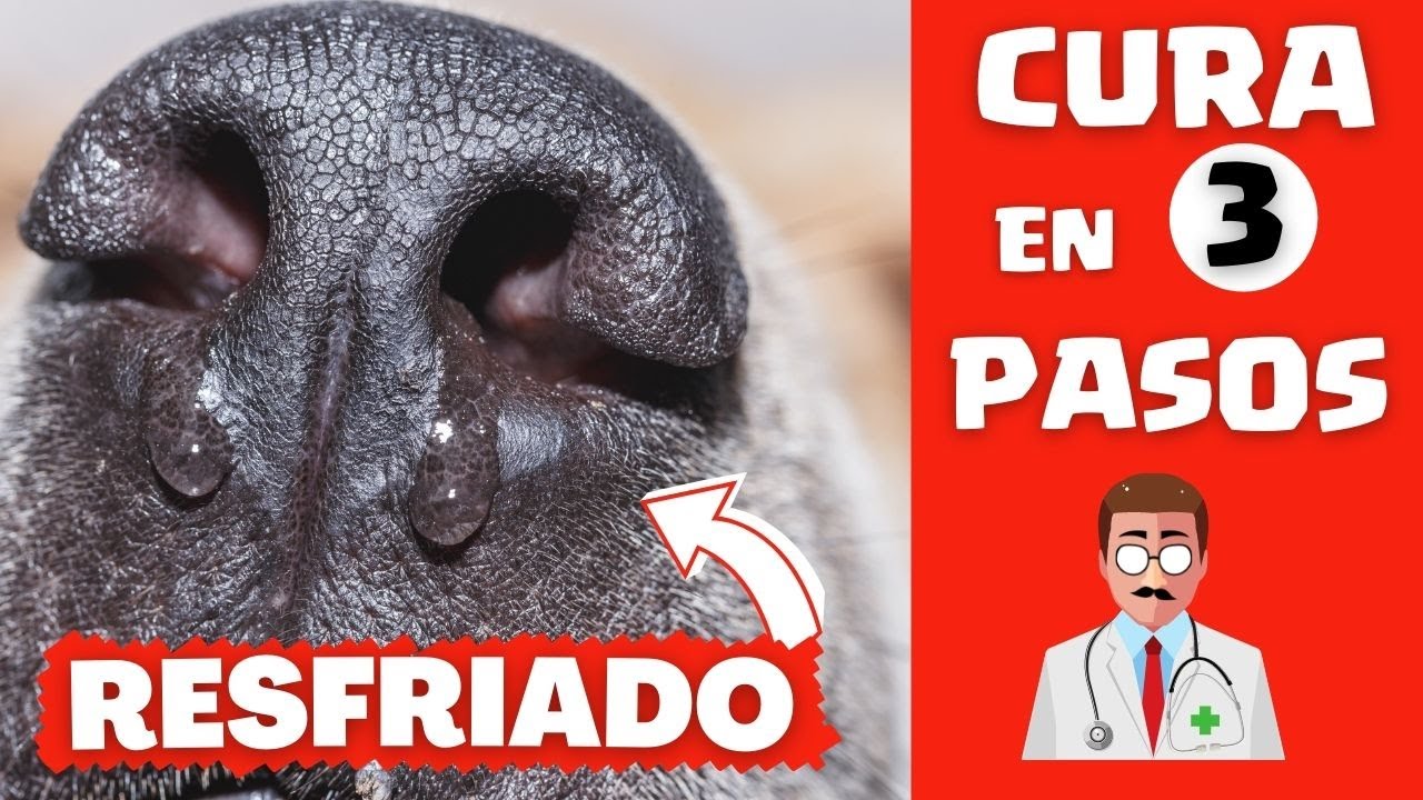 🛑Mi Perro está Resfriado que le puedo dar ⏩Aprende un Tratamiento en (3) PASOS