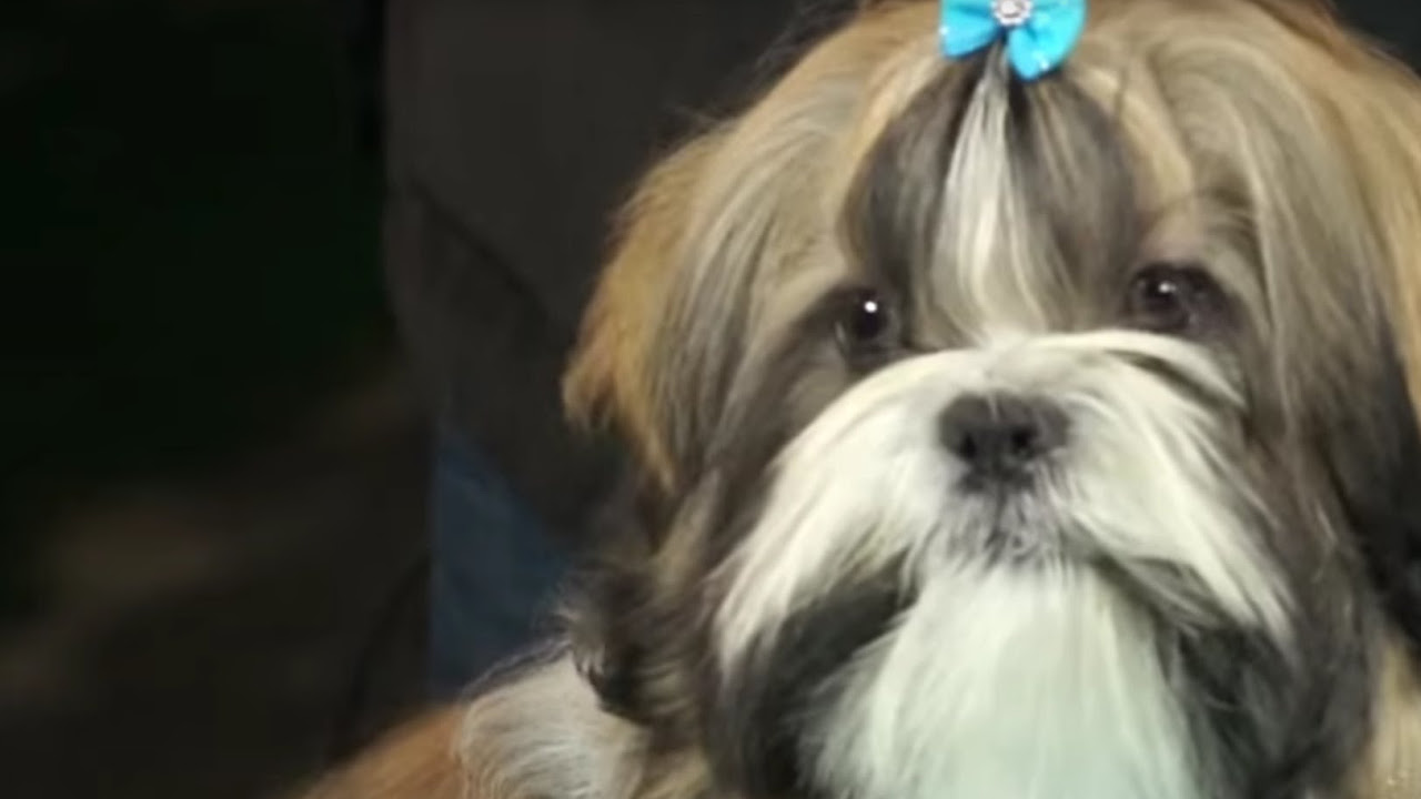 PERROS - Cómo arreglar el pelo a un perro de la raza Shih Tzu, Shitzu