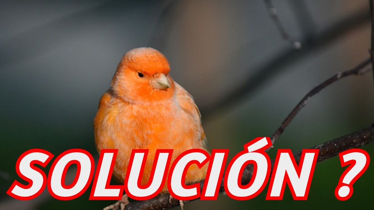 ✔️POR QUE MI PÁJARO 🐤SE VOLVIÓ 🔄 NARANJA🍊?