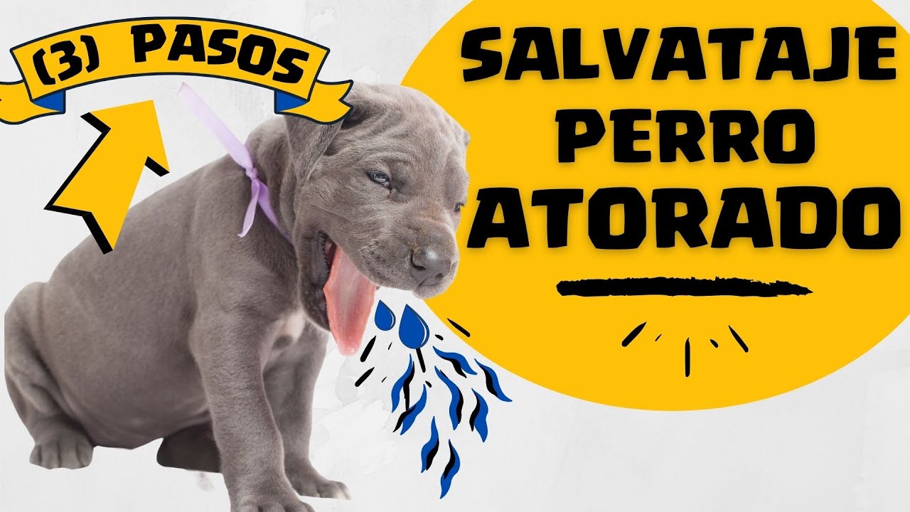 🛑Qué Hacer si mi PERRO tiene algo ATORADO en la GARGANTA ⏭ (3) PASOS para SALVAR un Perro ATORADO✅