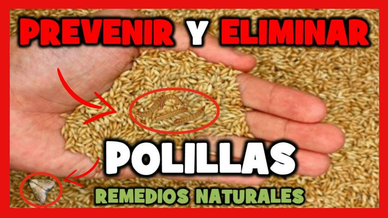 REMEDIOS NATURALES para ELIMINAR las POLILLAS EN TUS PÁJAROS ❌(100% FUNCIONA)