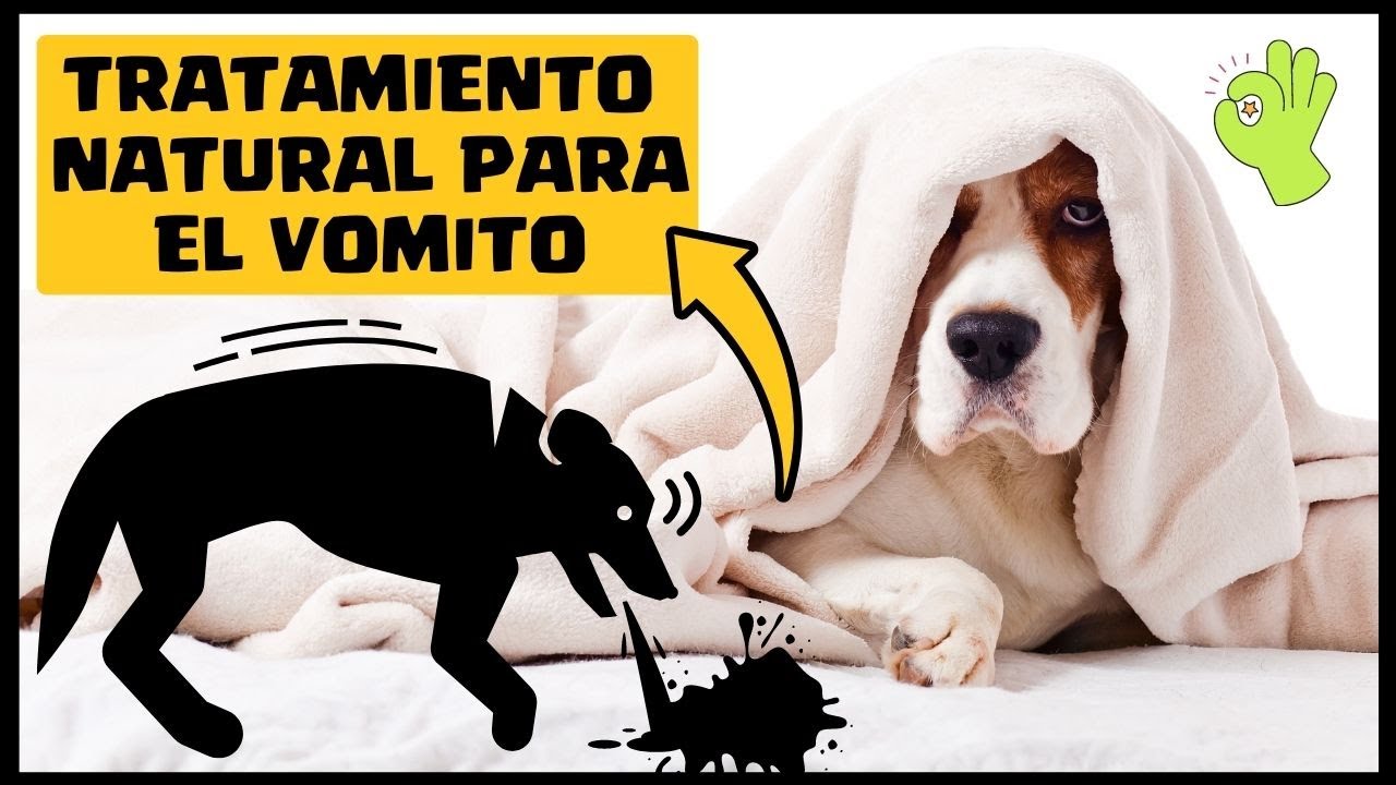 🛑VOMITO en PERROS ⏭ Aprende [1] Tratamiento Casero y Natural Para DETENER el VOMITO en los Perros✅