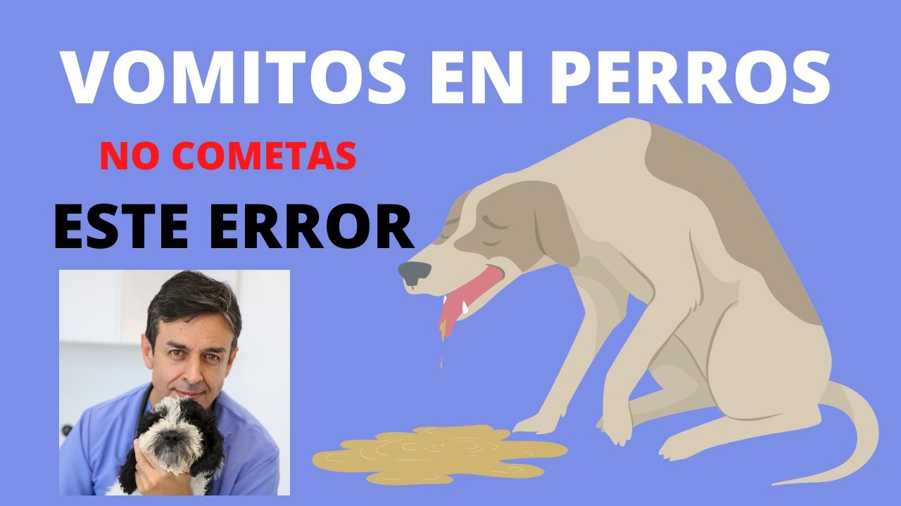 🧡 VOMITOS EN PERROS ¿Por Qué VomiTaN los PerroS? 🧡 🧡 🧡